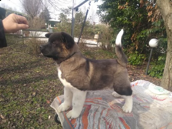 vendita cucciolo cucciola di akita inu