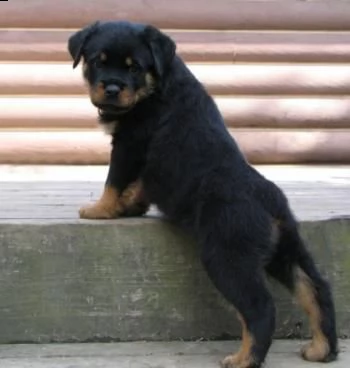 cuccioli di rottweiler . abbiamo un maschio e due femmine