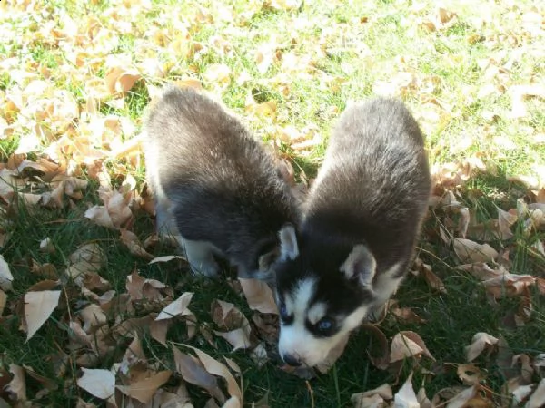 cuccioli di husky siberiano razza pura disponibili