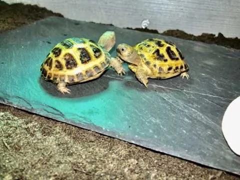 horsfield tartarughe