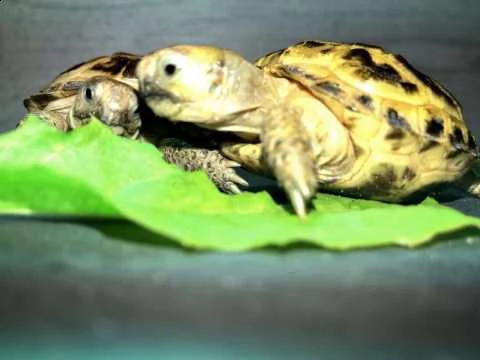 horsfield tartarughe | Foto 1