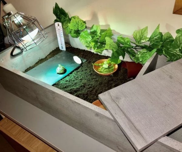 horsfield tartarughe | Foto 0