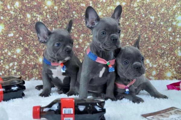 vendo cucciolotti di bouledogue francese, 90 giorni