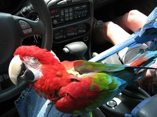 un paio di ara ararauna disponibili. | Foto 0