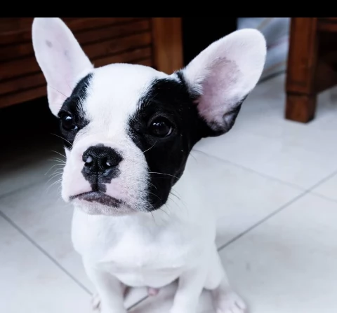 regalo billdog frances