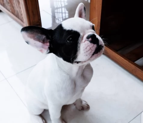 regalo billdog frances | Foto 0