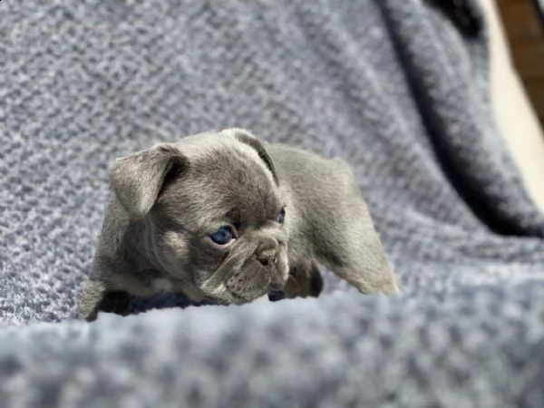 adorabili cuccioli di bulldog francese per adozione