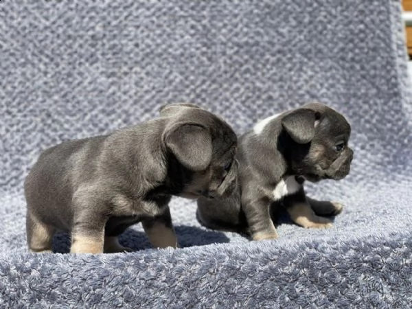 adorabili cuccioli di bulldog francese per adozione | Foto 0