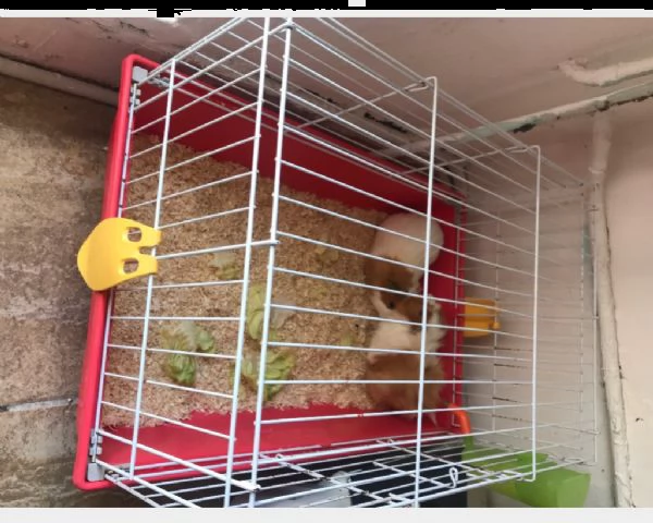 2 cavie peruviane femmine + gabbia | Foto 0