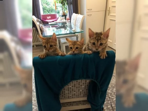 vaccinazioni cuccioli di savannah