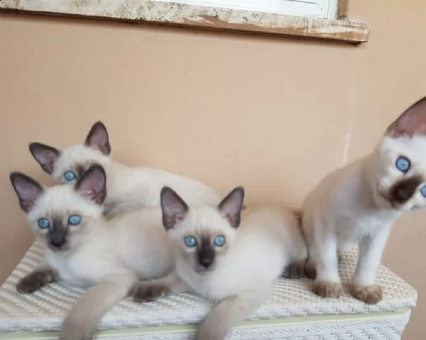 cuccioli di siamese