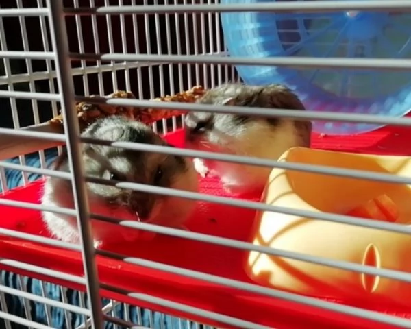 cuccioli di criceto russo