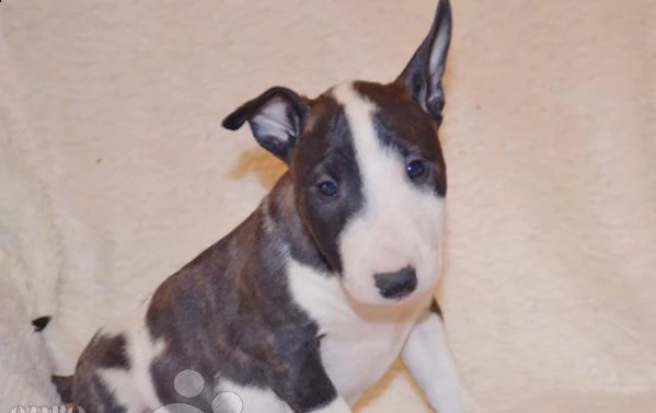 Cucciolo Di Bull Terrier Miniatura Maschio E Femmina