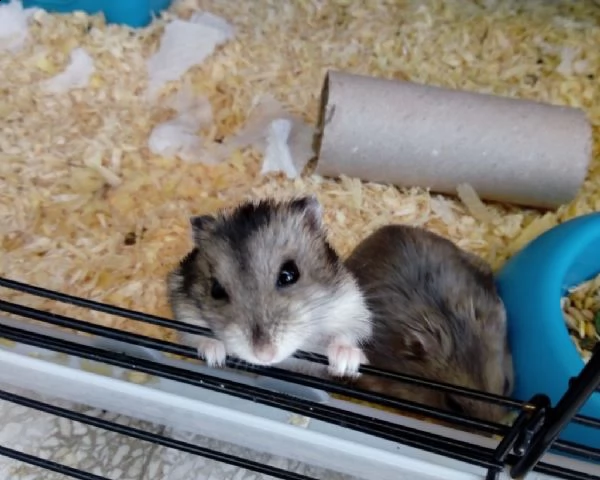 regalo criceti russi