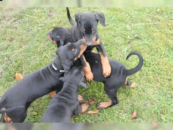 dobermann cuccioli
