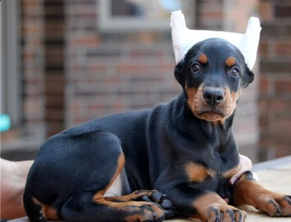  cucciolata di razza dobermann