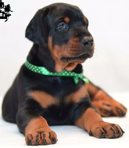  cucciolata di razza dobermann | Foto 2
