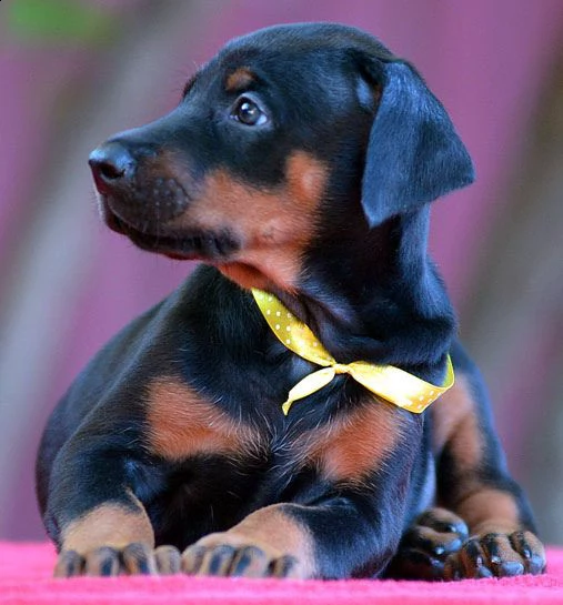  cucciolata di razza dobermann | Foto 1
