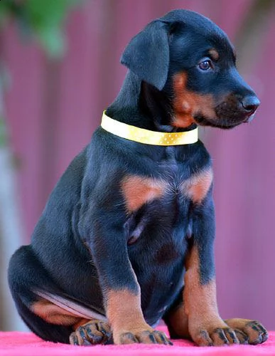  cucciolata di razza dobermann | Foto 0