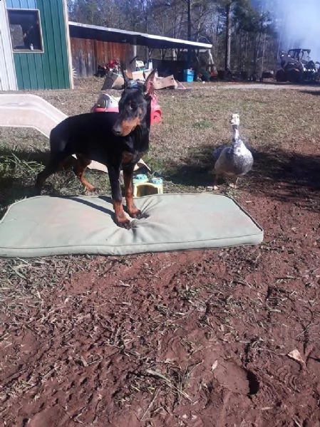 cuccioli di dobermann | Foto 0