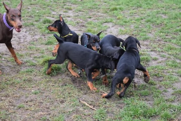 cuccioli di dobermann