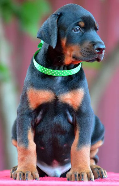 5 cuccioli di dobermann | Foto 2