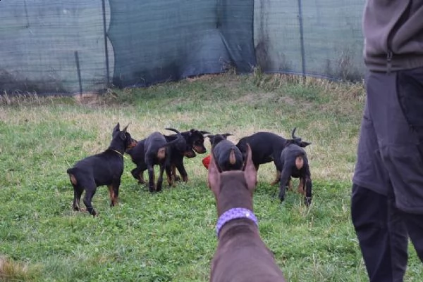 6cuccioli di dobermann