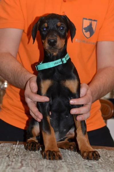 ufficiale dispone di cuccioli dobermann