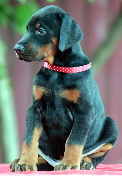 cuccioli dobermann alta genealogia | Foto 1
