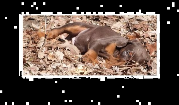 cuccioli dobermann alta genealogia | Foto 0