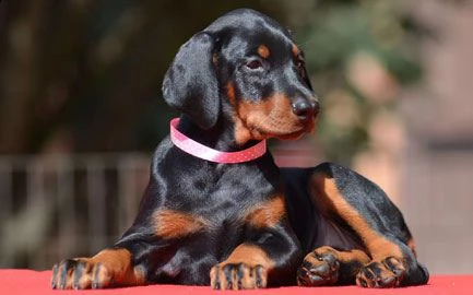 cuccioli dobermann alta genealogia