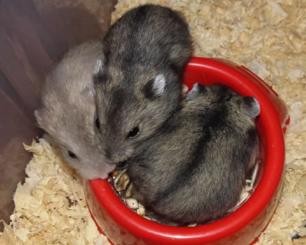 regalo criceti russi