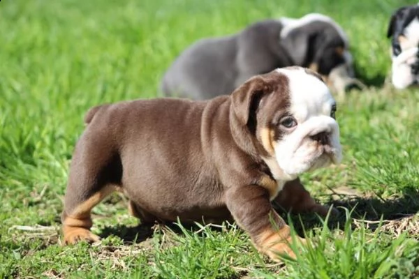 cucciolo di bulldog maschi e femmina  | Foto 1
