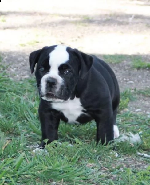 cucciolo di bulldog maschi e femmina  | Foto 0