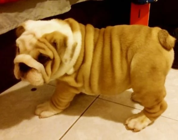 cucciolo di bulldog maschi e femmina 