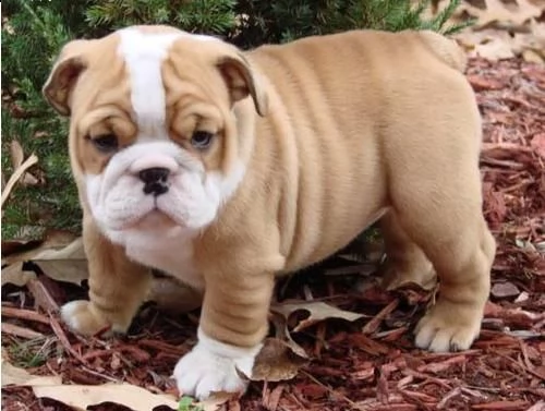 cucciolo di bulldog maschi e femmina in vendita | Foto 1