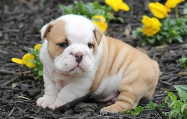 cucciolo di bulldog maschi e femmina in vendita
