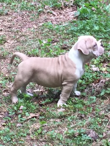 cuccioli di bulldog inglese