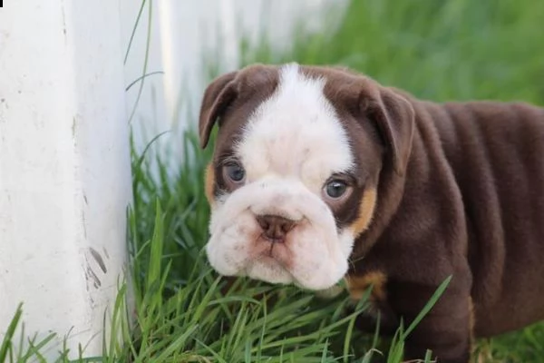 cuccioli di bulldog inglese | Foto 1