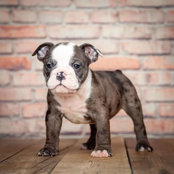 cuccioli di bulldog inglese | Foto 0