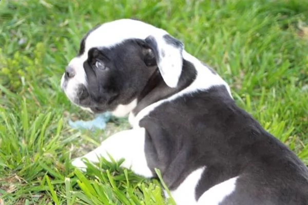 5 cuccioli di bulldog inglese | Foto 0