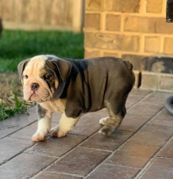 5 cuccioli di bulldog inglese