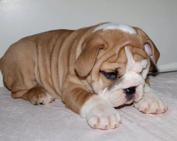 6 cuccioli di bulldog inglese | Foto 1