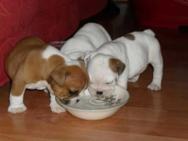 6 cuccioli di bulldog inglese | Foto 0