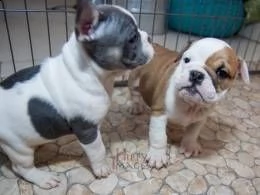 6 cuccioli di bulldog inglese