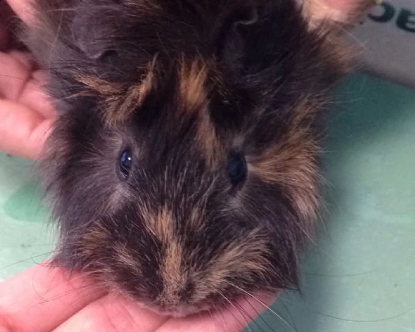 apollo e dafne, buffissimi caviotti | Foto 0