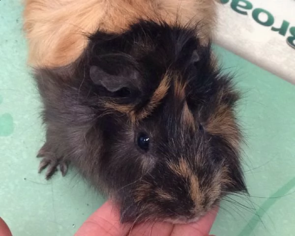 apollo e dafne, buffissimi caviotti