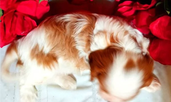 disponibili splendidi cuccioli di cavalier king charles spaniel | Foto 1
