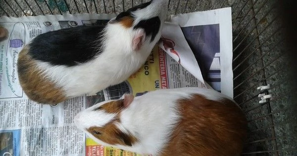 vendo cavie x bambini