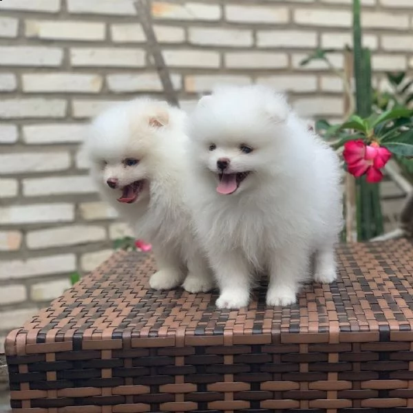 cuccioli di pomerania per adozione